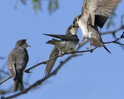 Tree Swallow Fledglings Feeding