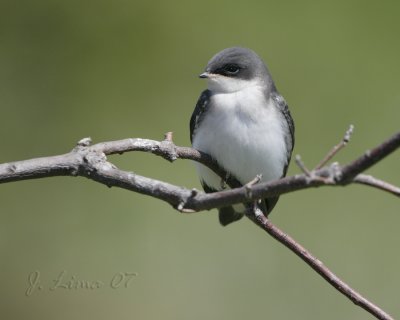 Tree Swallow Fledgling