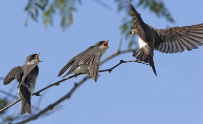 Tree Swallow Fledglings Feeding
