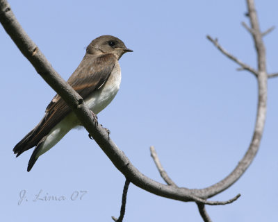 Barn Swallow Fledgling