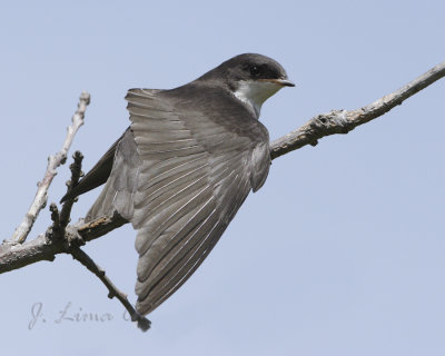 Tree Swallow Fledgling
