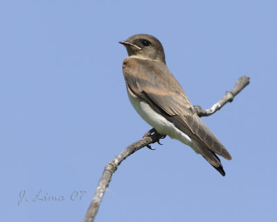 Barn Swallow Fledgling