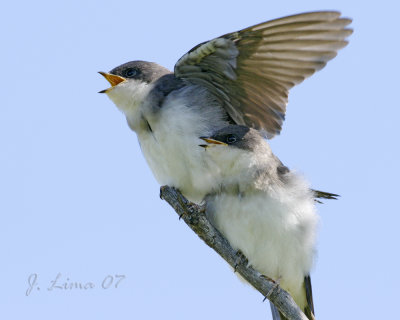 Tree Swallow Fledgling