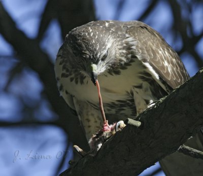 Hawk and Prey