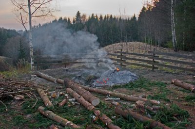 Spring activities at the forest edge.