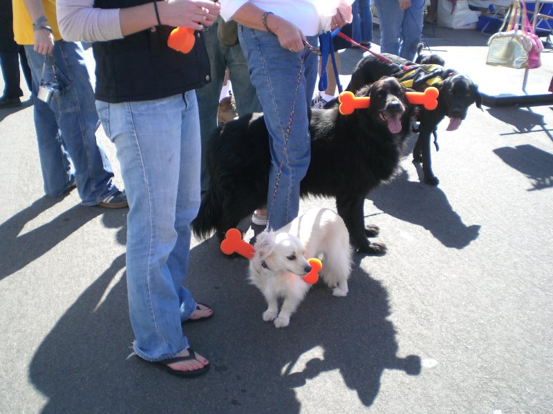 Family and dogs with bones through their heads