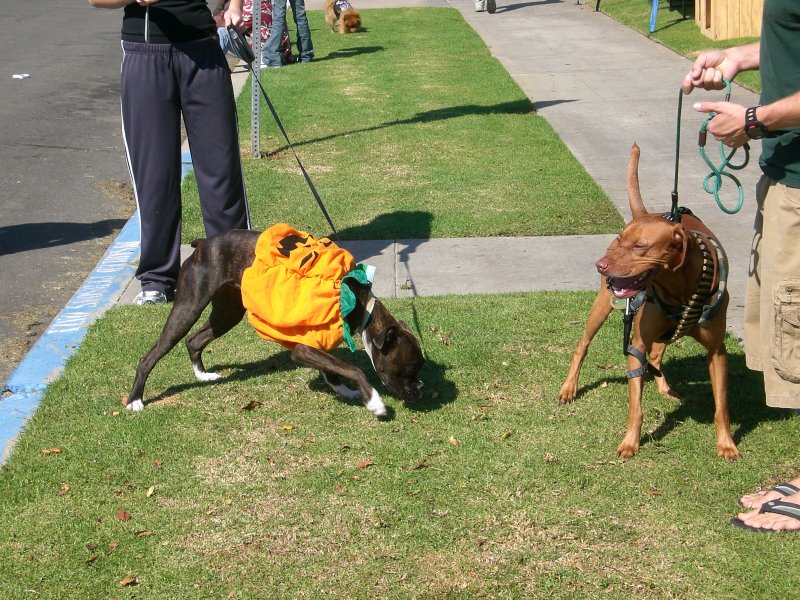 Pumpkin meets Rambo