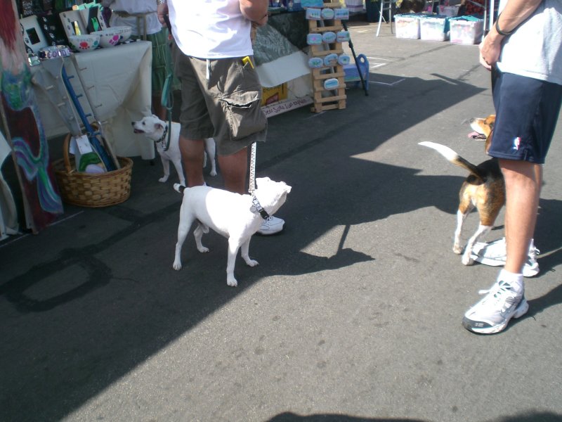 Cute white dogs