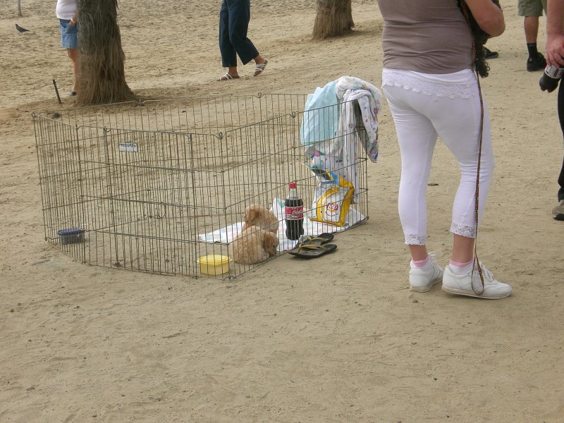 Those puppies will grow up strong and healthy on their diet of Lays and Coke