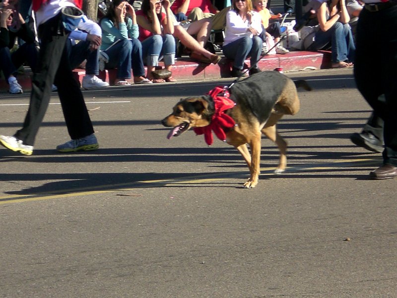 I love three-legged dogs!