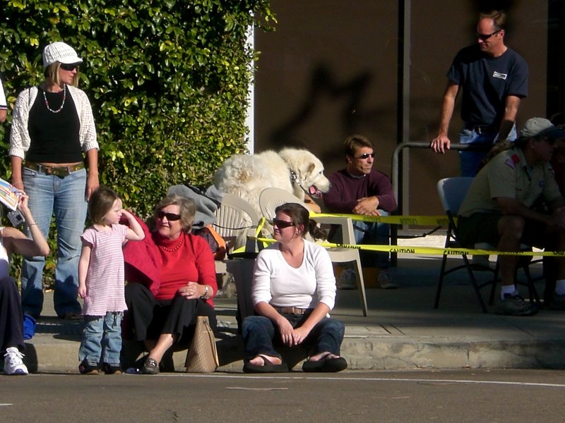 Phew - the escaped mini horse is really just a freakishly oversized dog