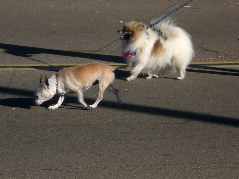 They sure have a spring in their step
