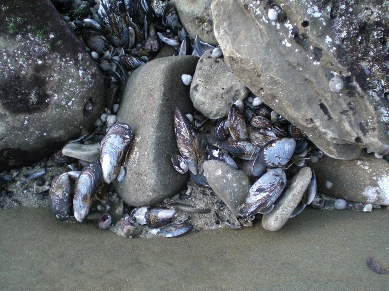 Mussels