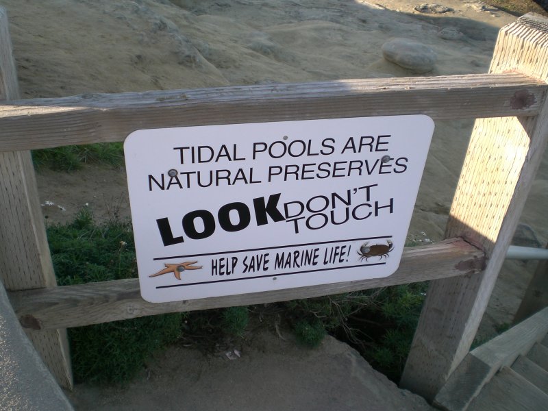 Tide pools are like another mans wife...look, but dont touch