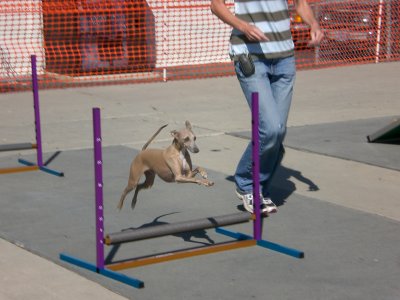Agility course demo