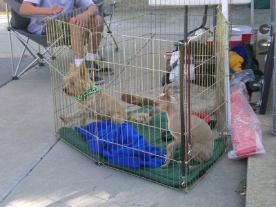 The agility course on-deck box