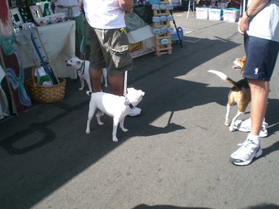 Cute white dogs