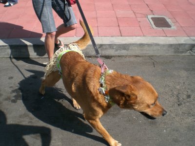 Ooh...a topless hula dog
