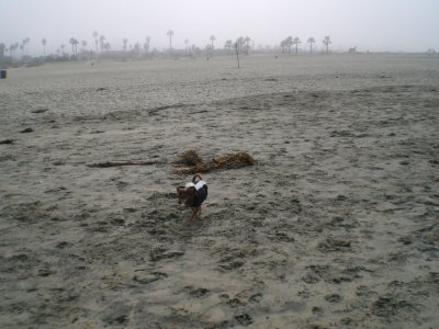 Loose skunk!