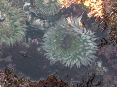 Sea anemones and hermit crabs