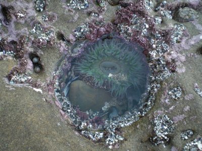 Ooh - my favorite sea anemone