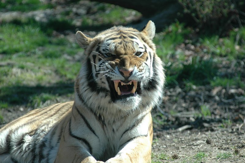tiger snarling DSC_1211.jpg