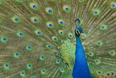 peacockspread 2 Picture 279.jpg