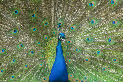 peacock spread 3 Picture 222.jpg