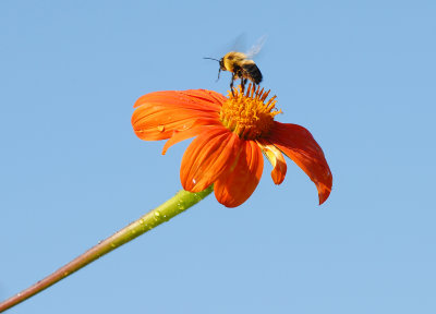 bee at bontanical gardens Picture 279 crop.jpg