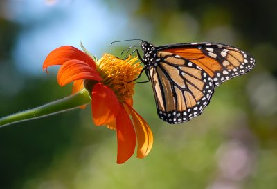 flowers_and_animals