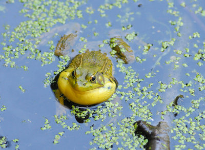 Puffed up frogPicture 082 crop.jpg
