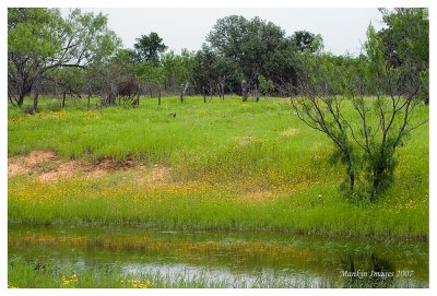 May pasture, Llano County