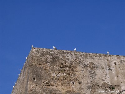 Seagulls in Vico