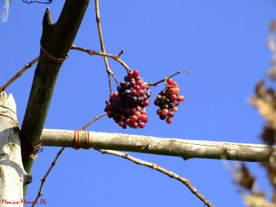 Vendemmia tardiva