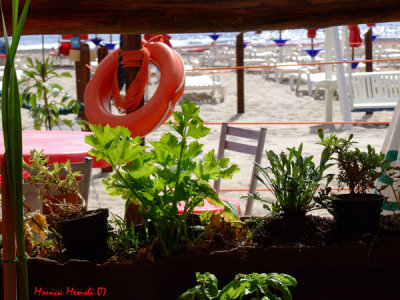 Beach vegetable garden