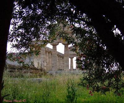 Paestum Templi