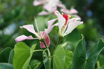 IMG_3707.JPG