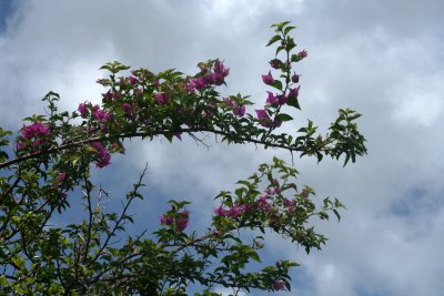 IMG_3723.JPG