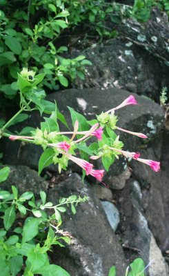 IMG_3730b.JPG