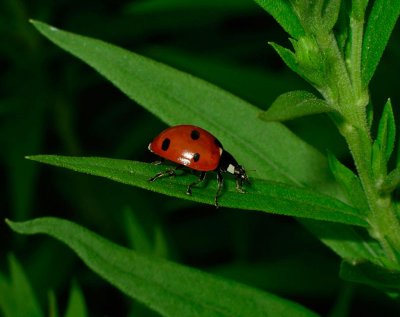 ladybug 006.jpg