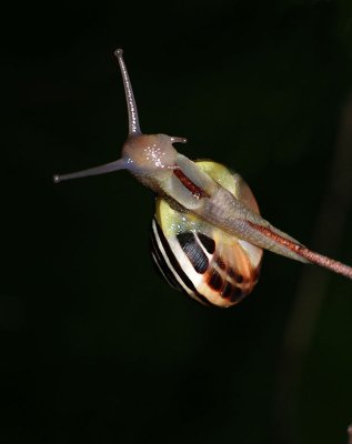 snail 061.jpg