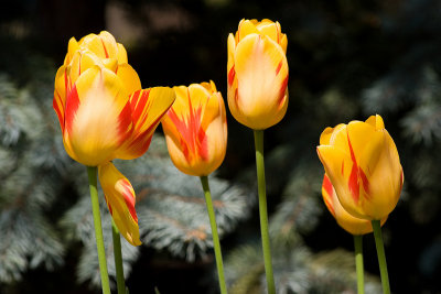 Tulips-4806.jpg