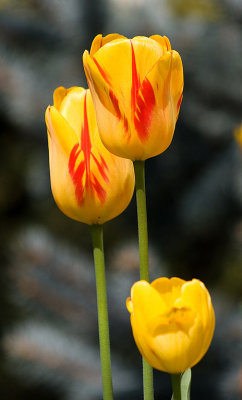 Tulips-4810.jpg