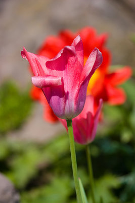 Tulips-4817.jpg