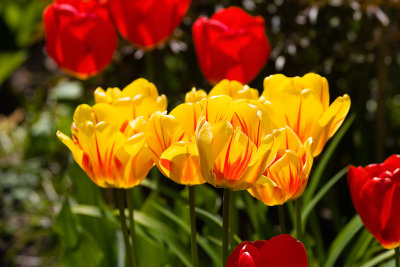 Tulips-4838.jpg