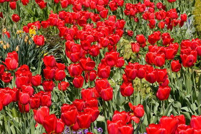 Tulips-4846.jpg