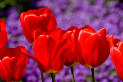 Tulips-4849.jpg