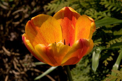 Tulips-4851.jpg
