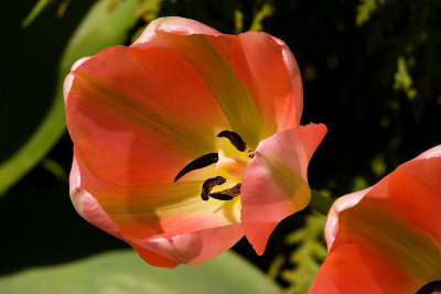 Tulips-4854.jpg