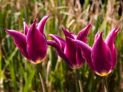 Tulips-4858.jpg